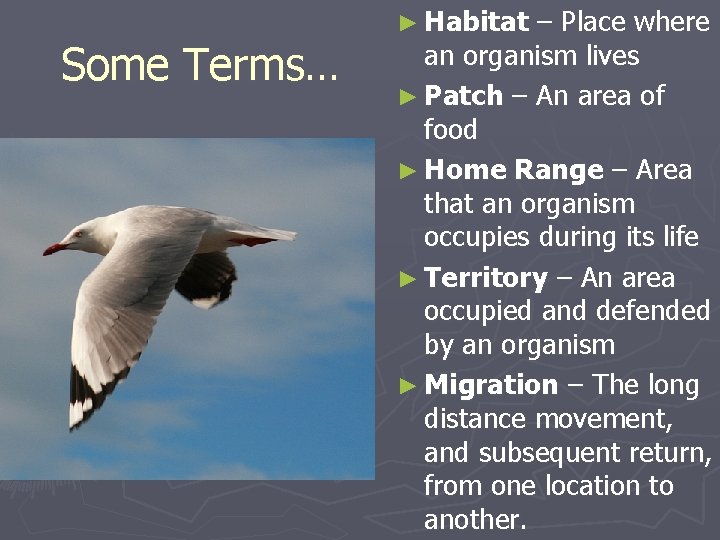 Some Terms… ► Habitat – Place where an organism lives ► Patch – An