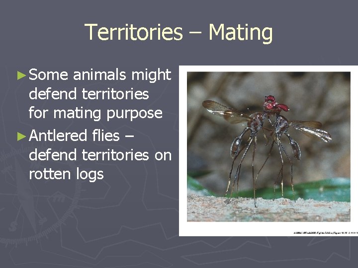 Territories – Mating ► Some animals might defend territories for mating purpose ► Antlered