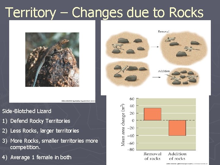 Territory – Changes due to Rocks Side-Blotched Lizard 1) Defend Rocky Territories 2) Less