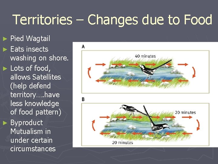 Territories – Changes due to Food Pied Wagtail ► Eats insects washing on shore.