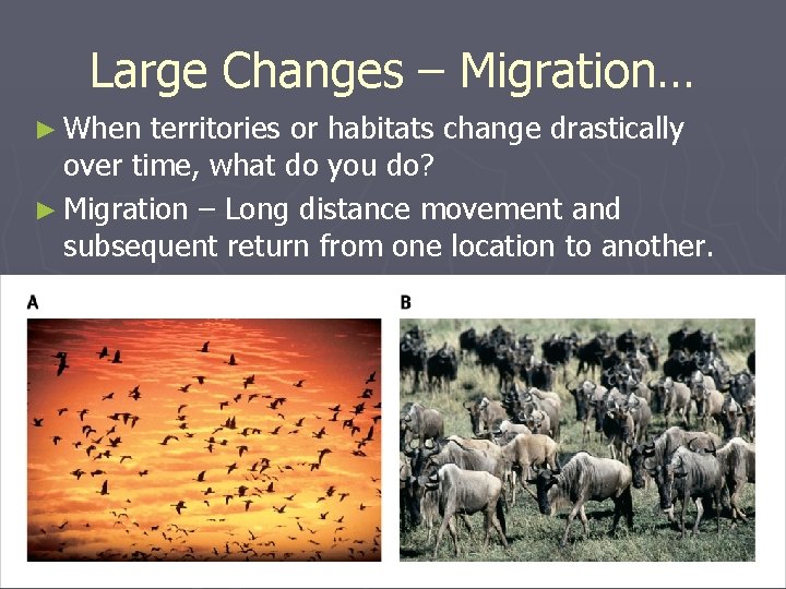 Large Changes – Migration… ► When territories or habitats change drastically over time, what