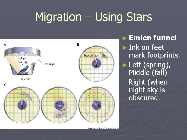 Migration – Using Stars ► Emlen funnel ► Ink on feet mark footprints. ►