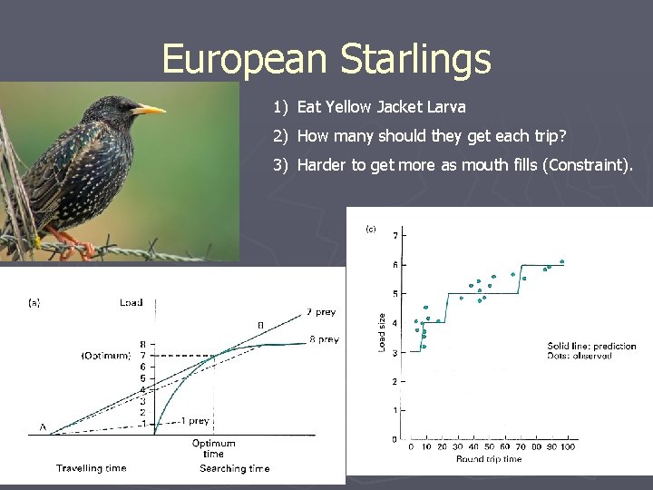 European Starlings 1) Eat Yellow Jacket Larva 2) How many should they get each