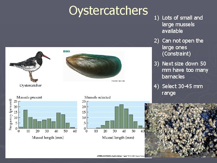 Oystercatchers 1) Lots of small and large mussels available 2) Can not open the