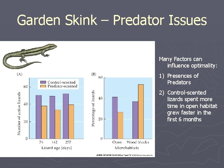 Garden Skink – Predator Issues Many Factors can influence optimality: 1) Presences of Predators