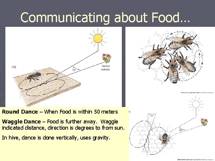 Communicating about Food… Round Dance – When Food is within 50 meters Waggle Dance