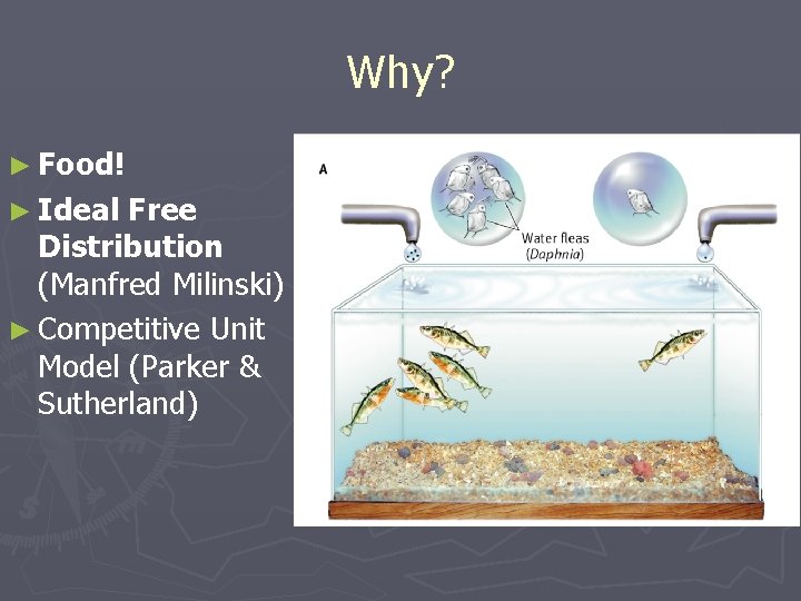 Why? ► Food! ► Ideal Free Distribution (Manfred Milinski) ► Competitive Unit Model (Parker