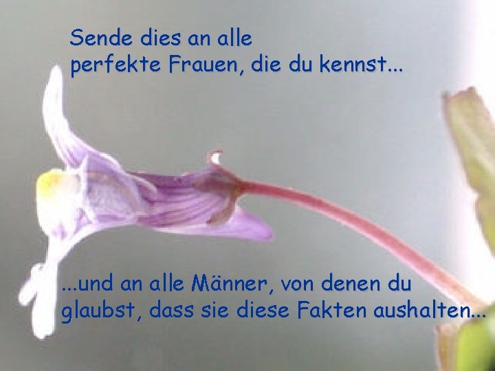 Sende dies an alle perfekte Frauen, die du kennst. . . und an alle