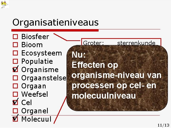 Organisatieniveaus o o o o √ o Biosfeer Bioom Ecosysteem Populatie Organisme Orgaanstelsel Orgaan