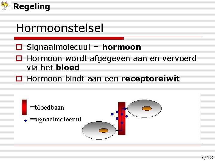 Regeling Hormoonstelsel o Signaalmolecuul = hormoon o Hormoon wordt afgegeven aan en vervoerd via