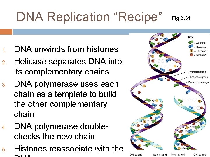 DNA Replication “Recipe” 1. 2. 3. 4. 5. DNA unwinds from histones Helicase separates