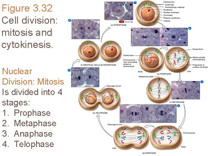 Figure 3. 32 Cell division: mitosis and cytokinesis. Nuclear Division: Mitosis Is divided into
