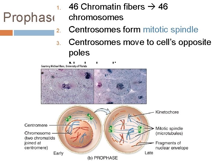 1. Prophase 2. 3. 4. 5. 46 Chromatin fibers 46 chromosomes Centrosomes form mitotic