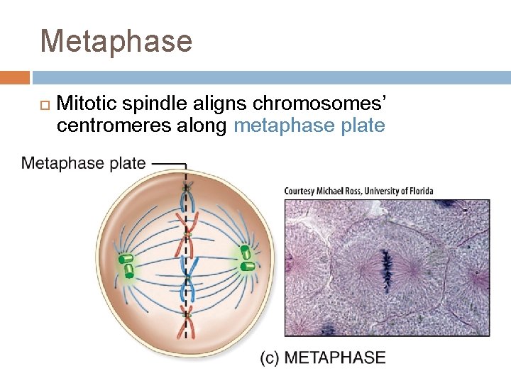 Metaphase Mitotic spindle aligns chromosomes’ centromeres along metaphase plate 