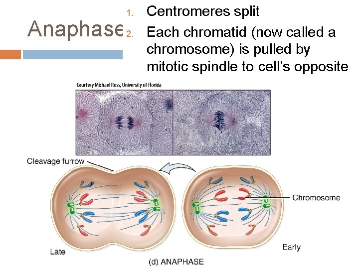 1. Anaphase 2. Centromeres split Each chromatid (now called a chromosome) is pulled by
