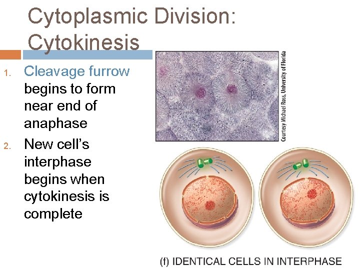 Cytoplasmic Division: Cytokinesis 1. 2. Cleavage furrow begins to form near end of anaphase