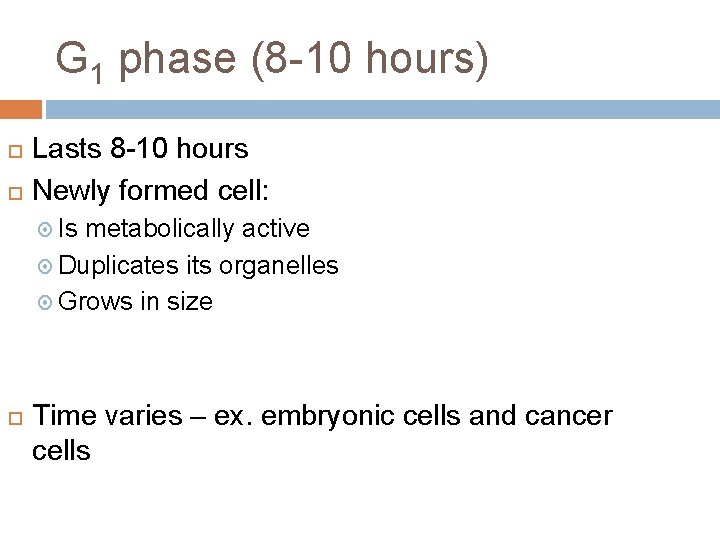 G 1 phase (8 -10 hours) Lasts 8 -10 hours Newly formed cell: Is