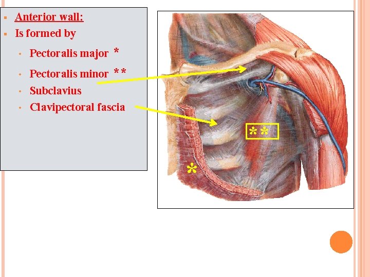 § § Anterior wall: Is formed by • Pectoralis major * • Pectoralis minor