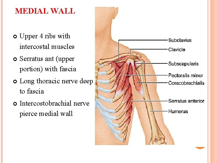 MEDIAL WALL Upper 4 ribs with intercostal muscles Serratus ant (upper portion) with fascia