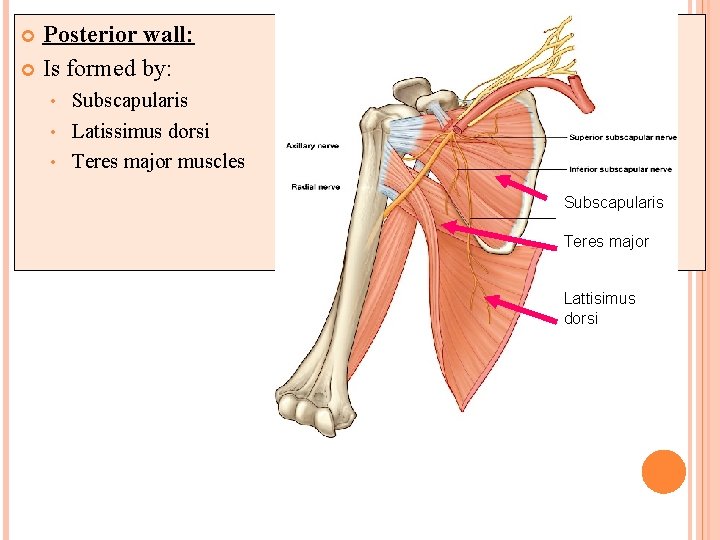 Posterior wall: Is formed by: Subscapularis • Latissimus dorsi • Teres major muscles •