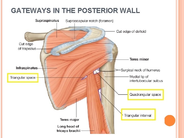 GATEWAYS IN THE POSTERIOR WALL 