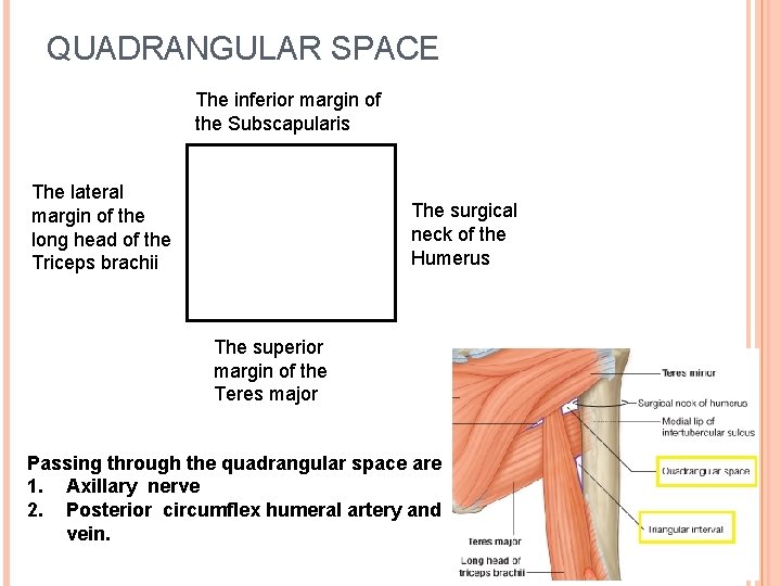 QUADRANGULAR SPACE The inferior margin of the Subscapularis The lateral margin of the long