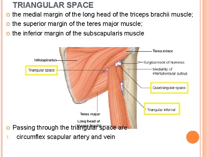 TRIANGULAR SPACE 1. the medial margin of the long head of the triceps brachii