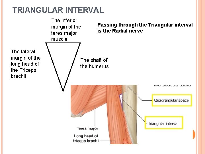 TRIANGULAR INTERVAL The inferior margin of the teres major muscle The lateral margin of
