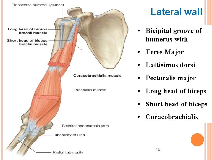Lateral wall • Bicipital groove of humerus with • Teres Major • Lattisimus dorsi