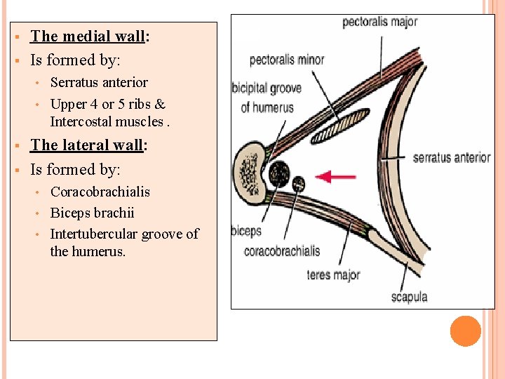 § § The medial wall: Is formed by: Serratus anterior • Upper 4 or