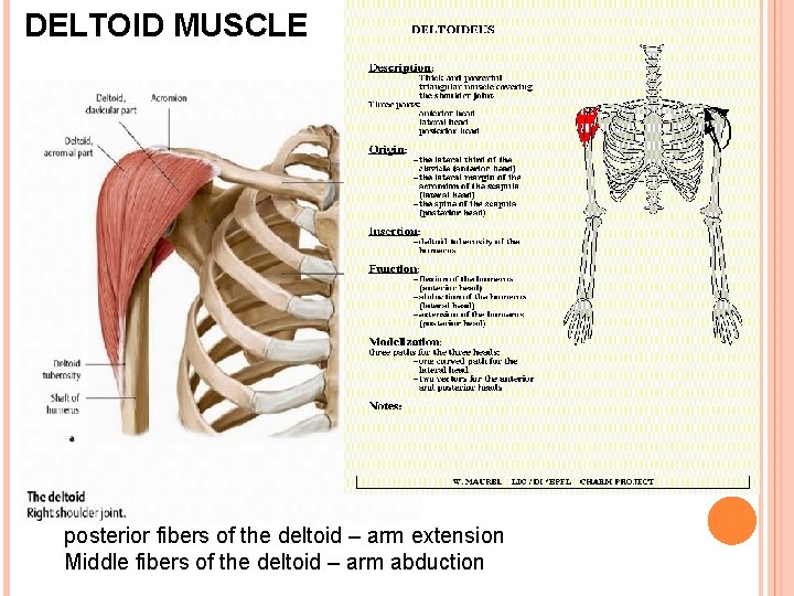 DELTOID MUSCLE posterior fibers of the deltoid – arm extension Middle fibers of the