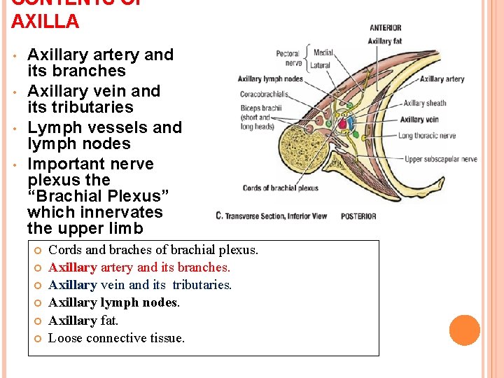 CONTENTS OF AXILLA • • Axillary artery and its branches Axillary vein and its