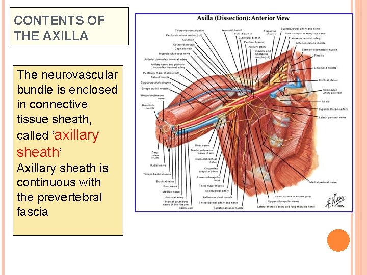 CONTENTS OF THE AXILLA The neurovascular bundle is enclosed in connective tissue sheath, called