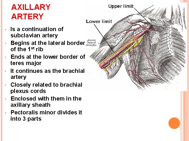 AXILLARY ARTERY • • Is a continuation of subclavian artery Begins at the lateral