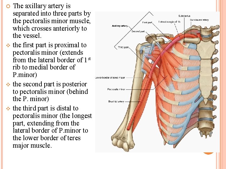  v v v The axillary artery is separated into three parts by the