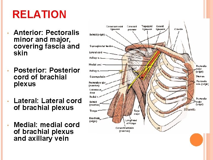RELATION • Anterior: Pectoralis minor and major, covering fascia and skin • Posterior: Posterior