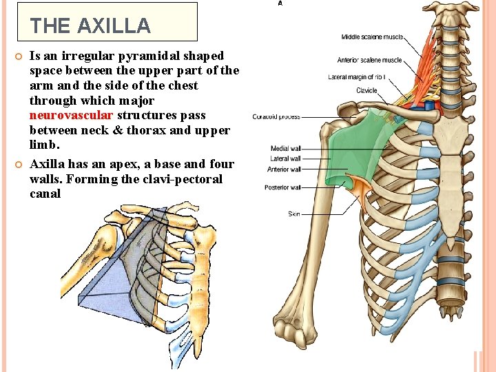 THE AXILLA Is an irregular pyramidal shaped space between the upper part of the
