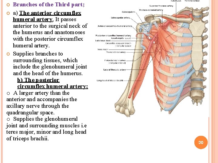 Branches of the Third part; a) The anterior circumflex humeral artery, It passes anterior