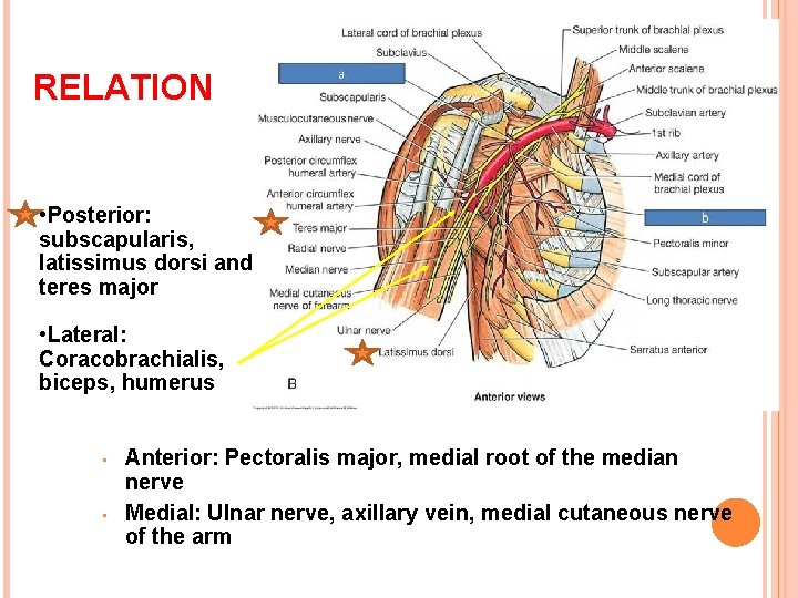 RELATION • Posterior: subscapularis, latissimus dorsi and teres major • Lateral: Coracobrachialis, biceps, humerus
