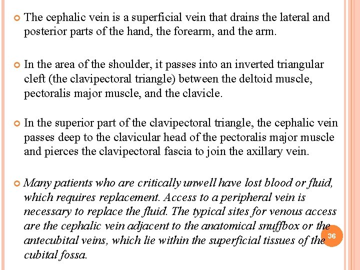  The cephalic vein is a superficial vein that drains the lateral and posterior