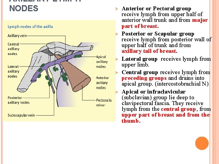 AXILLARY LYMPH NODES Ø Ø Ø Anterior or Pectoral group receive lymph from upper