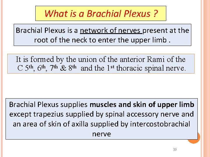 What is a Brachial Plexus ? Brachial Plexus is a network of nerves present