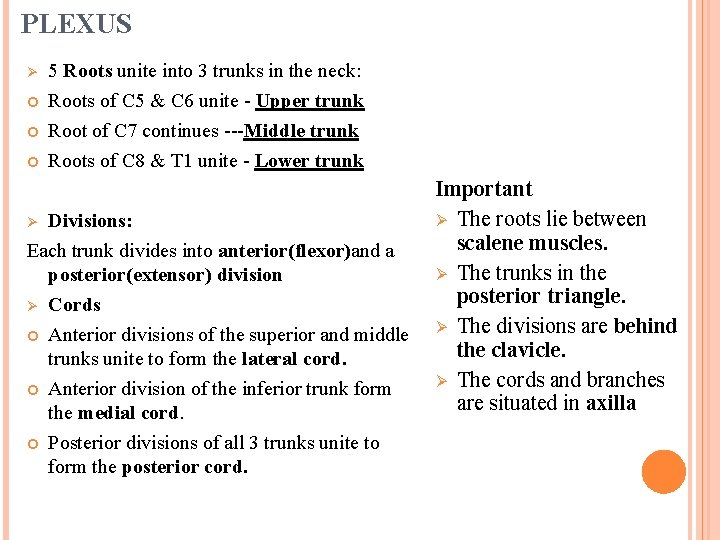 PLEXUS Ø 5 Roots unite into 3 trunks in the neck: Roots of C