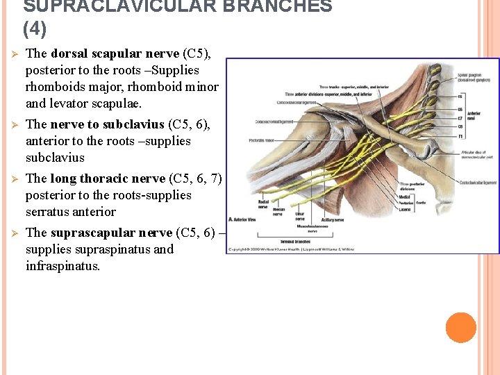 SUPRACLAVICULAR BRANCHES (4) Ø Ø The dorsal scapular nerve (C 5), posterior to the