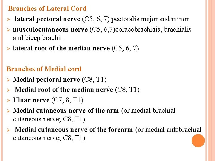 Branches of Lateral Cord Ø lateral pectoral nerve (C 5, 6, 7) pectoralis major