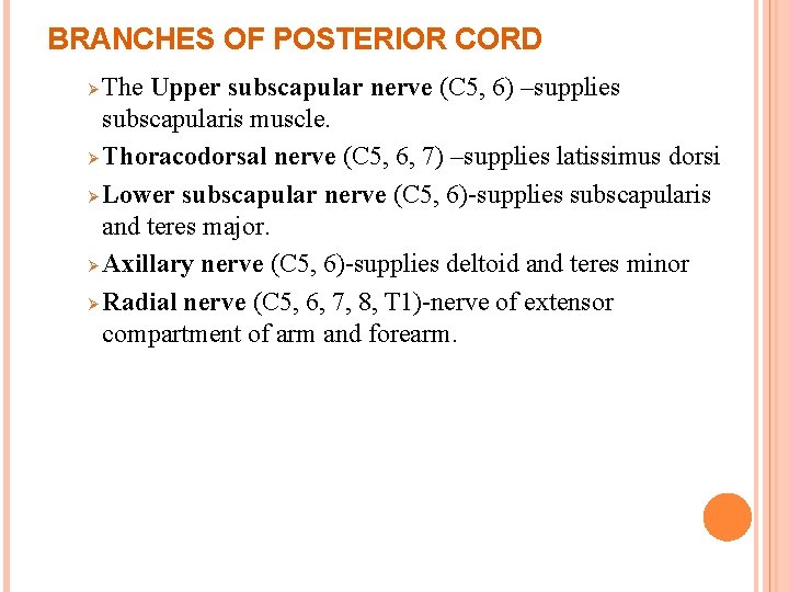 BRANCHES OF POSTERIOR CORD The Upper subscapular nerve (C 5, 6) –supplies subscapularis muscle.