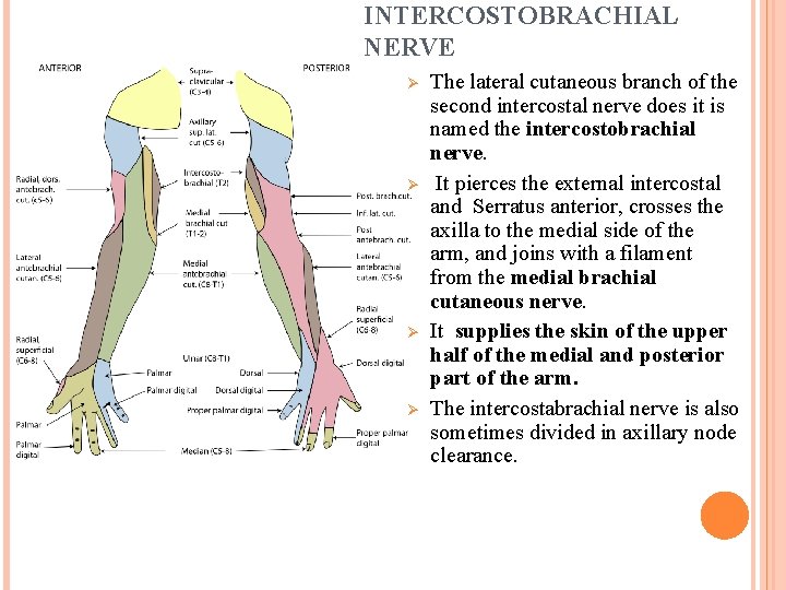 INTERCOSTOBRACHIAL NERVE Ø Ø The lateral cutaneous branch of the second intercostal nerve does