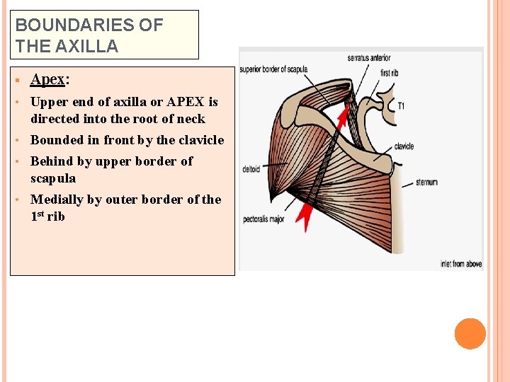 BOUNDARIES OF THE AXILLA § Apex: • Upper end of axilla or APEX is