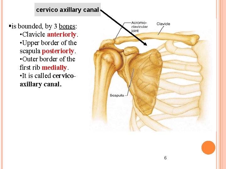 cervico axillary canal §is bounded, by 3 bones: • Clavicle anteriorly. • Upper border