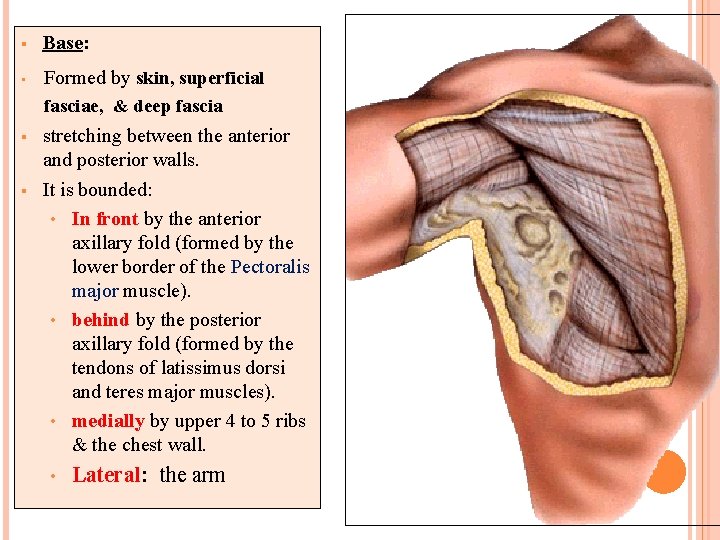 § Base: • Formed by skin, superficial fasciae, & deep fascia § § stretching